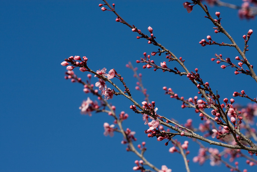 Trees in Spring