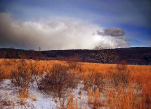 Bushes in Cold