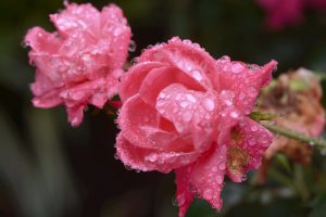Flowers in Rain