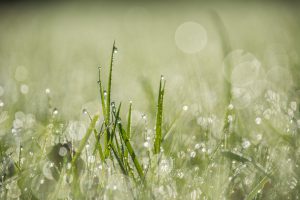 Drops of water on bright green grass