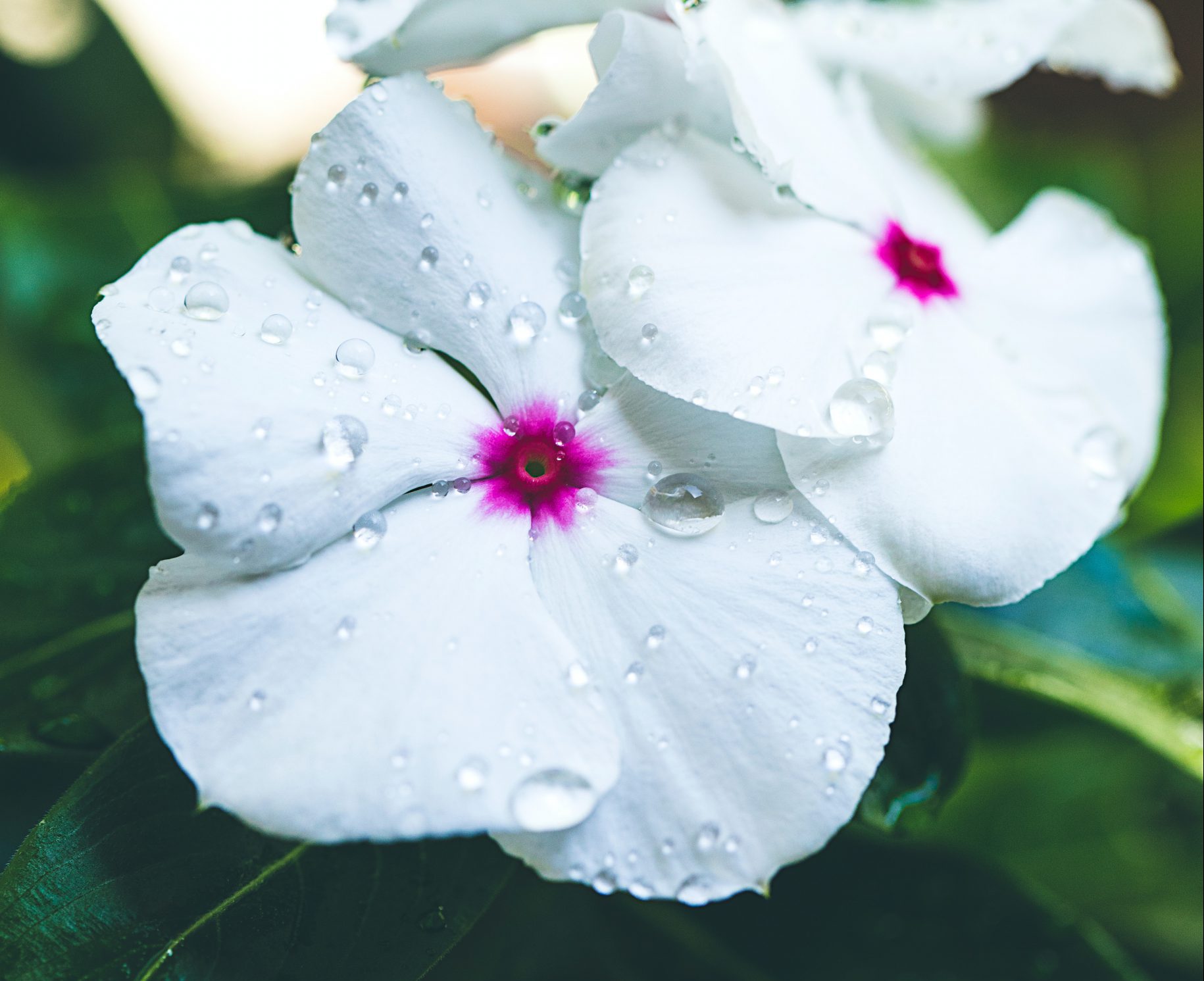 White flower with raindrops on it