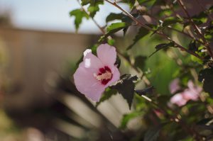 Pink flowers