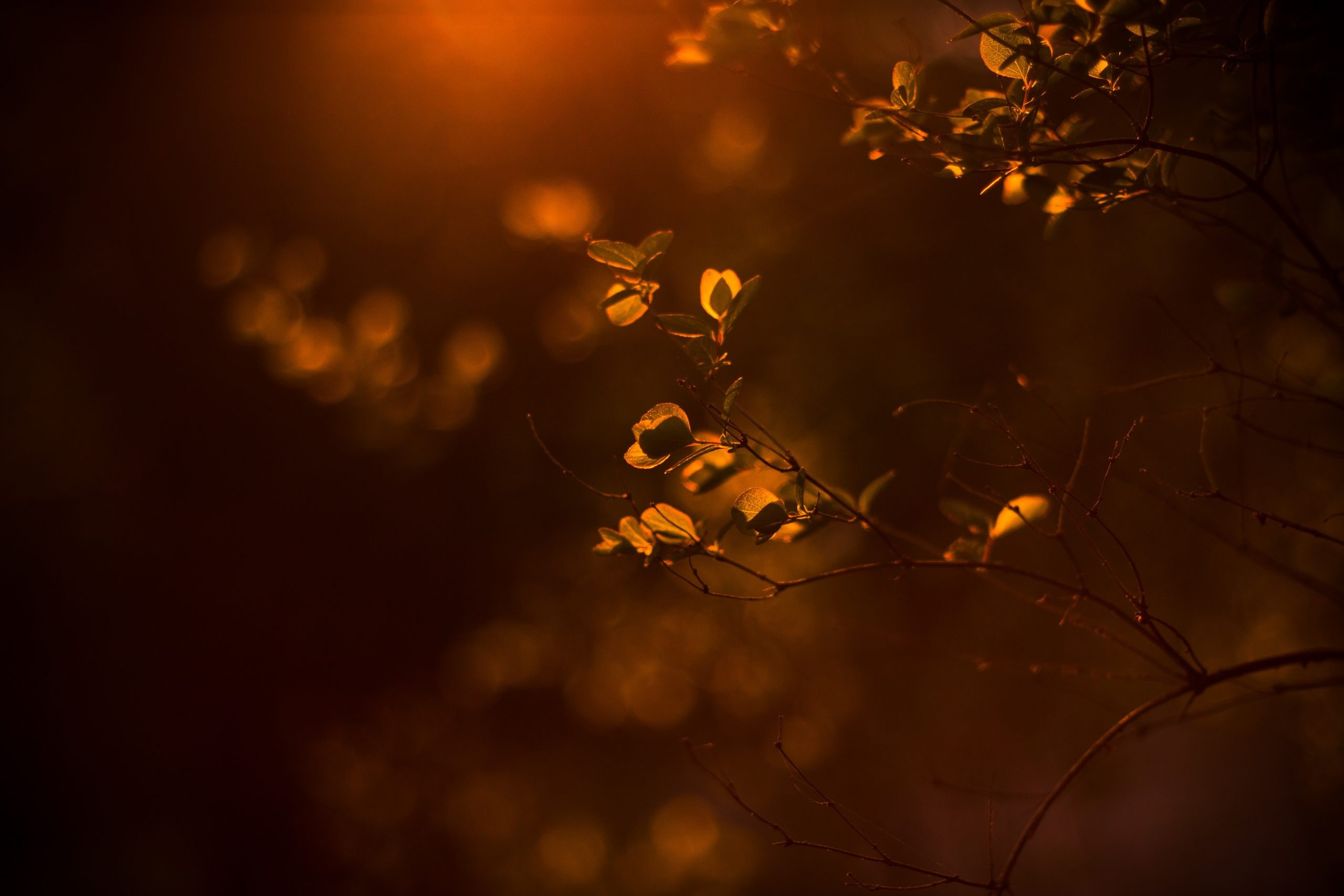 Warm, orange sunlight highlights leaves on branches