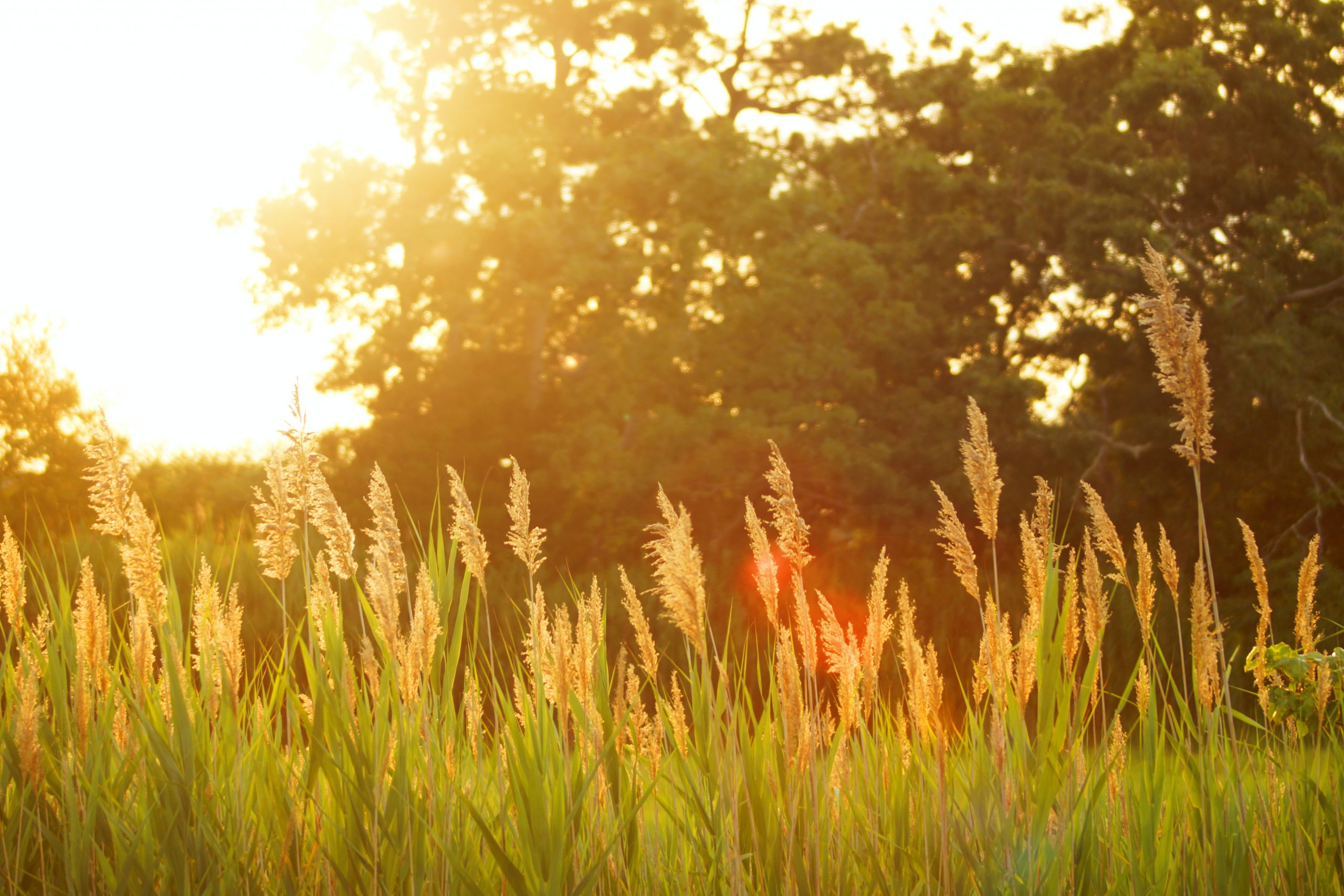 The Sun shining brightly upon grasses