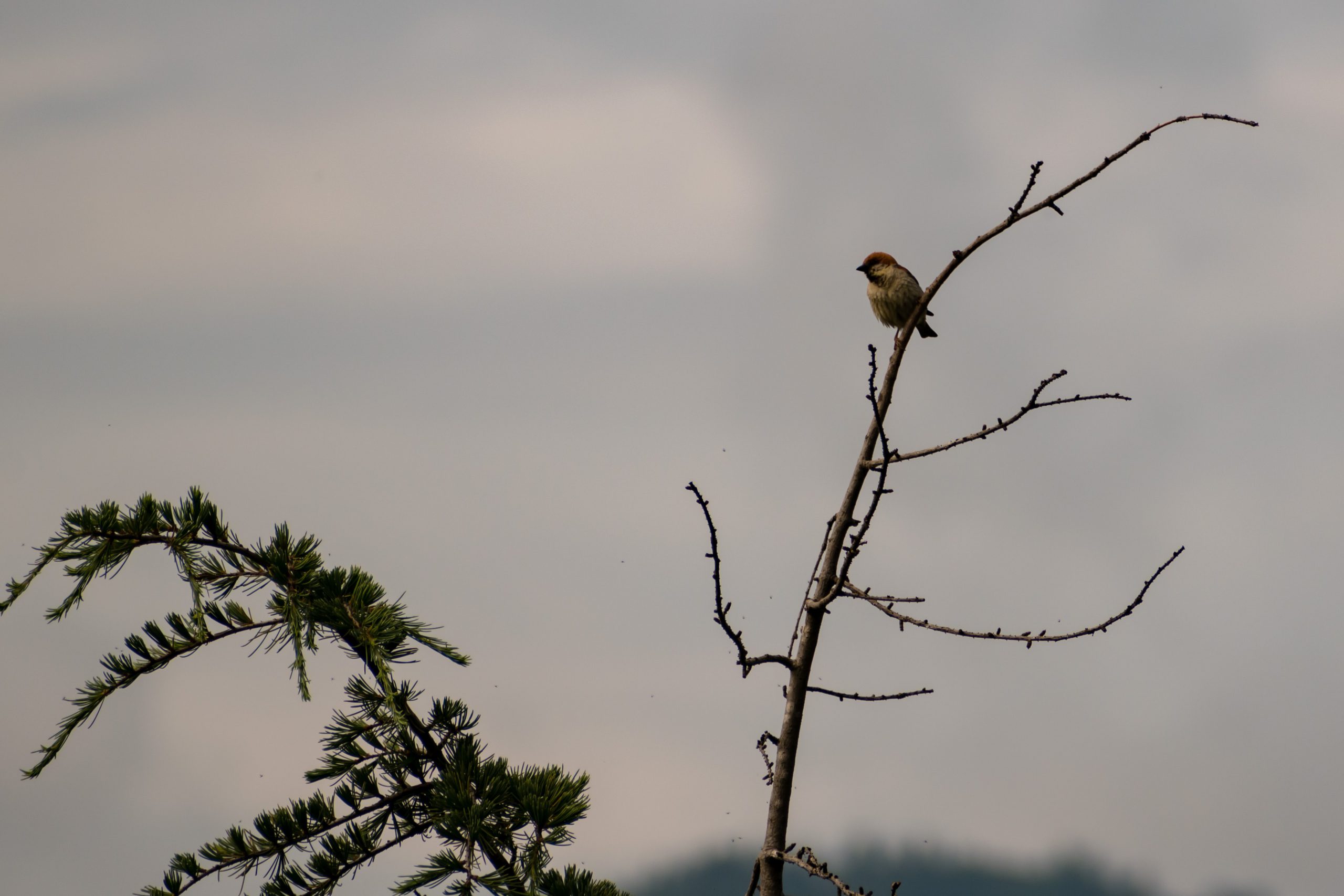 A small bird perches itself upon a tree branch