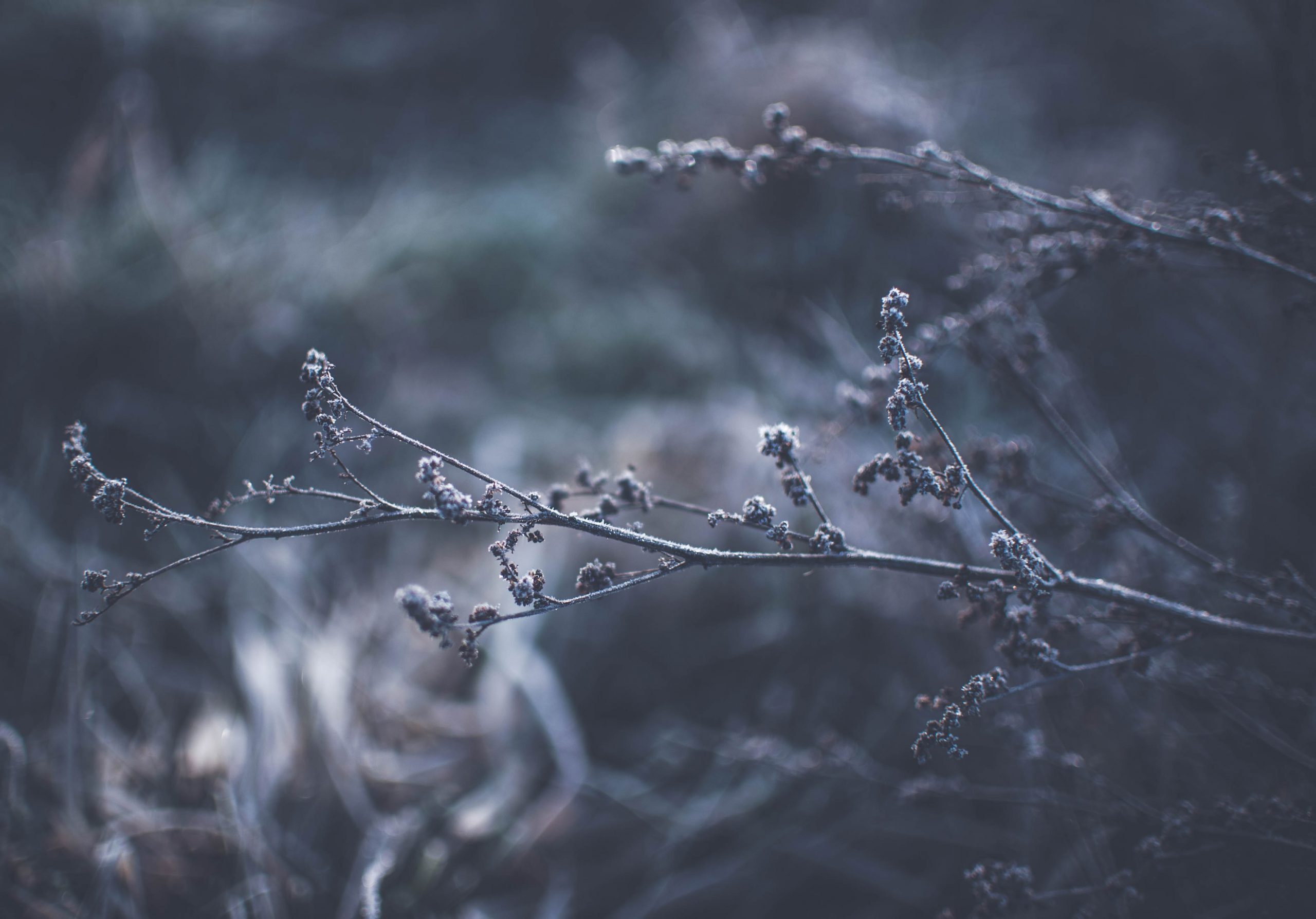 Branches frozen in the cold