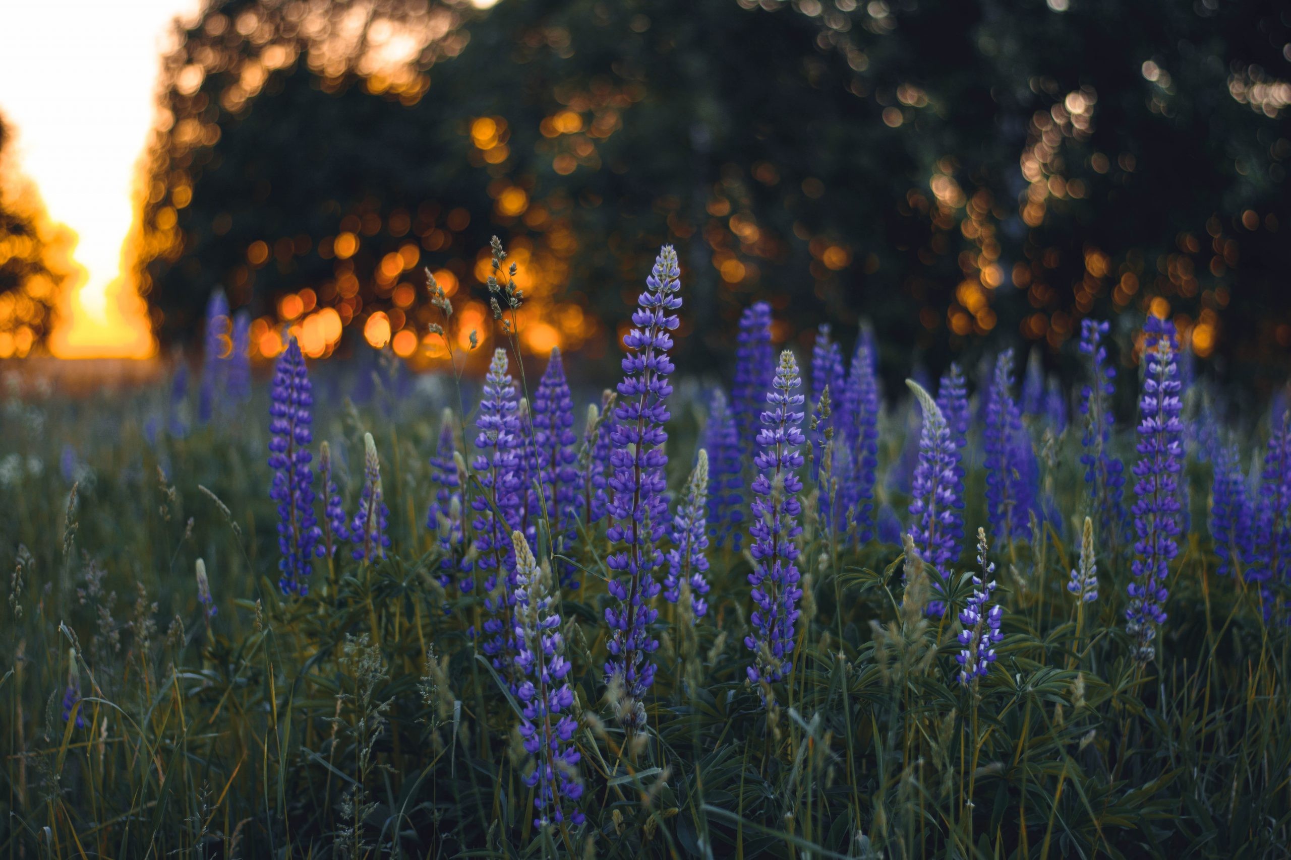 Violet flowers contrasted against a golden sky