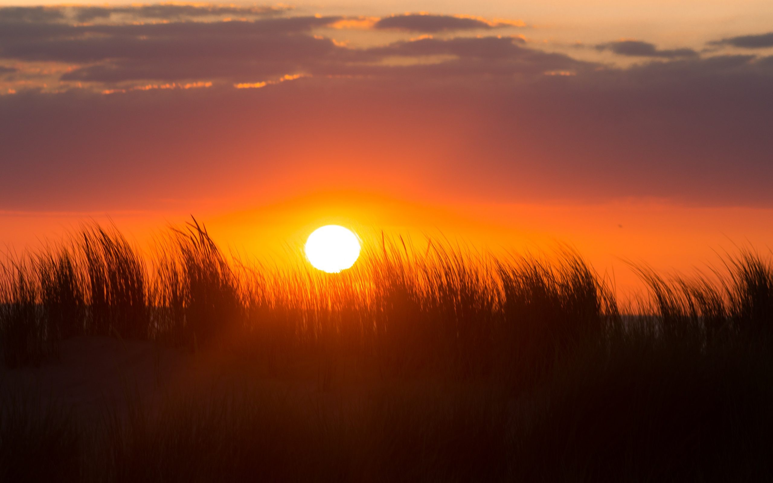 A bright sun illuminates tall grasses