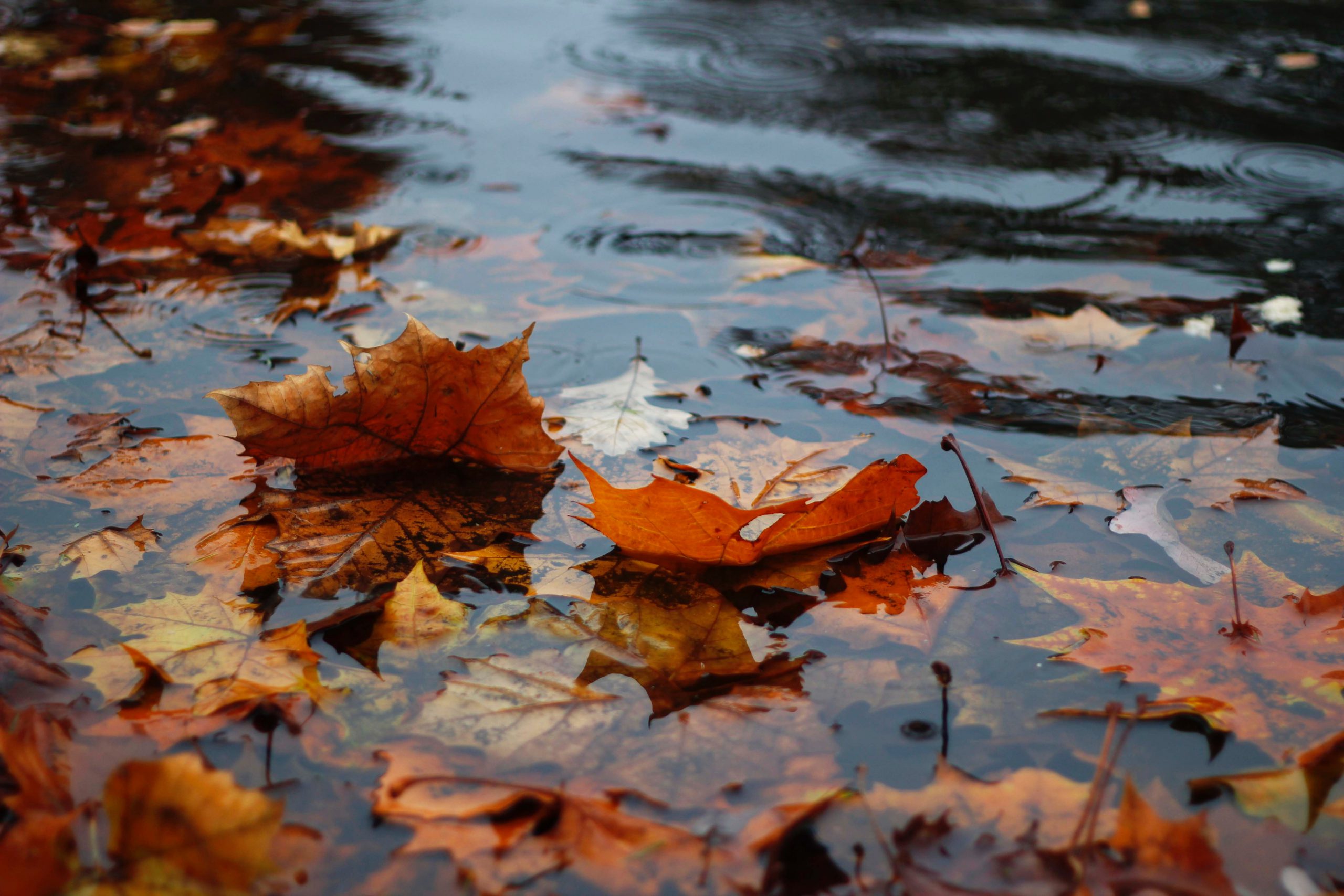 Autumn leaves submerged in water
