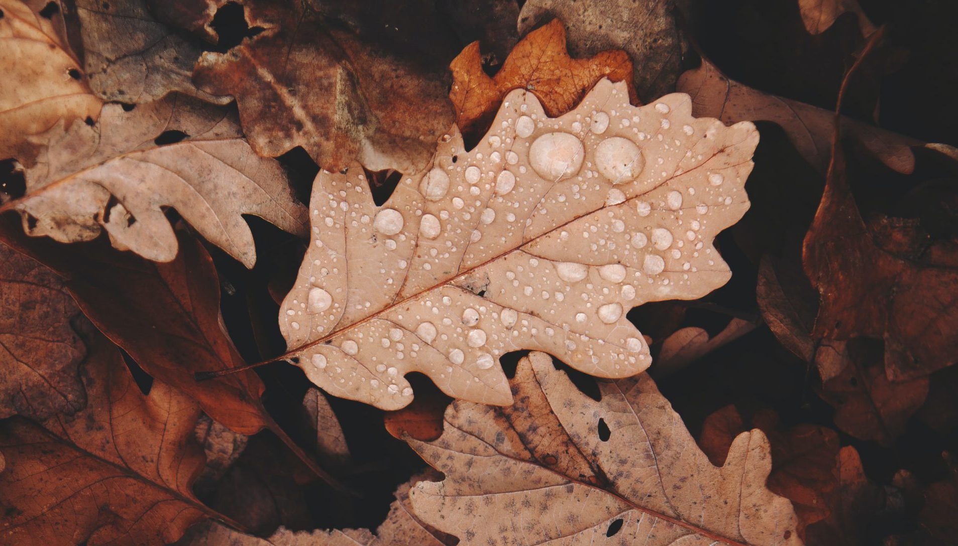 Rain drops on an autumn leaf
