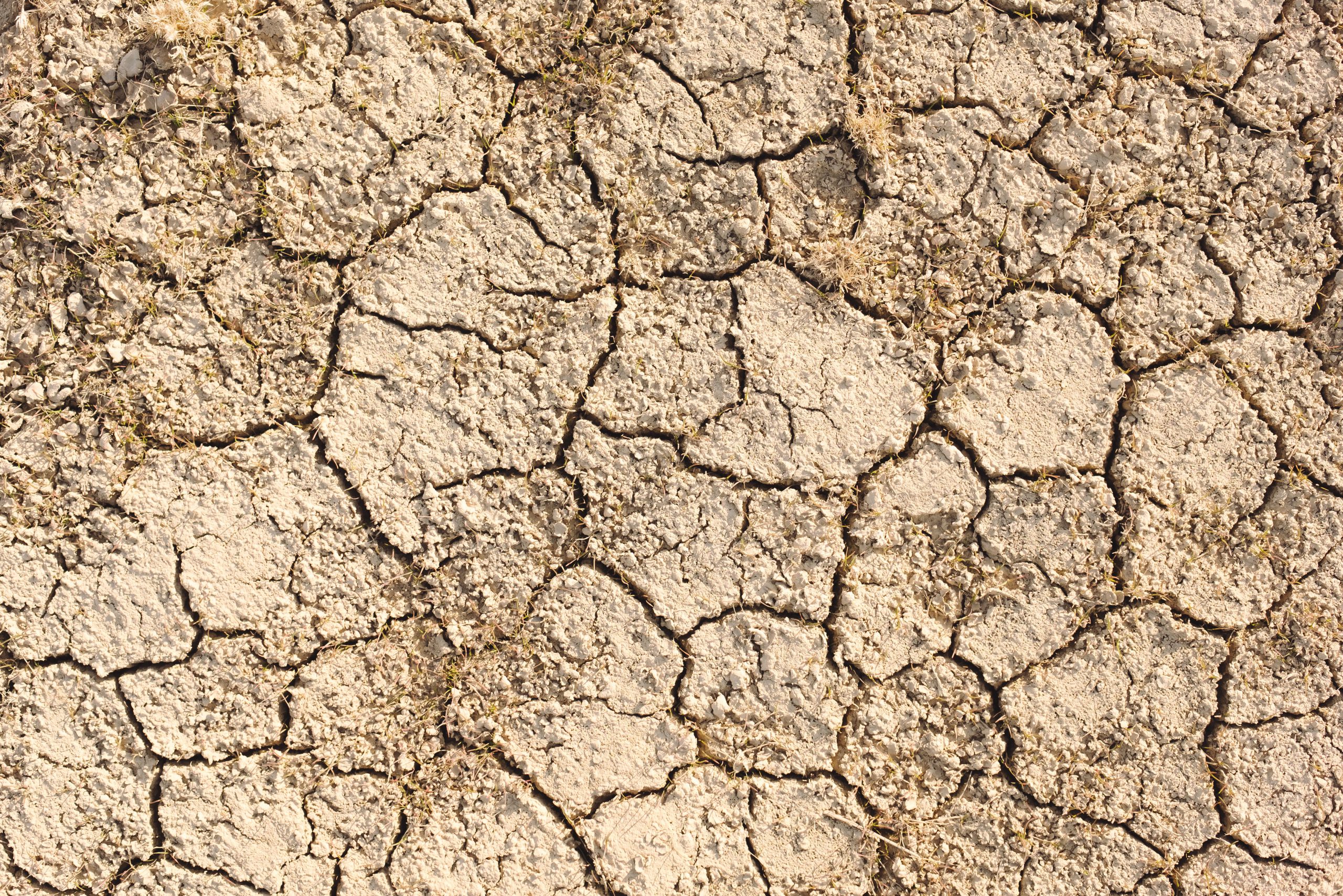 Dry cracked tan ground