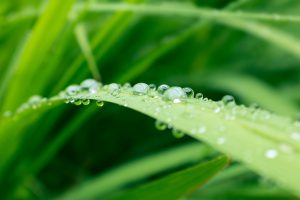 Rain droplets on grass blade