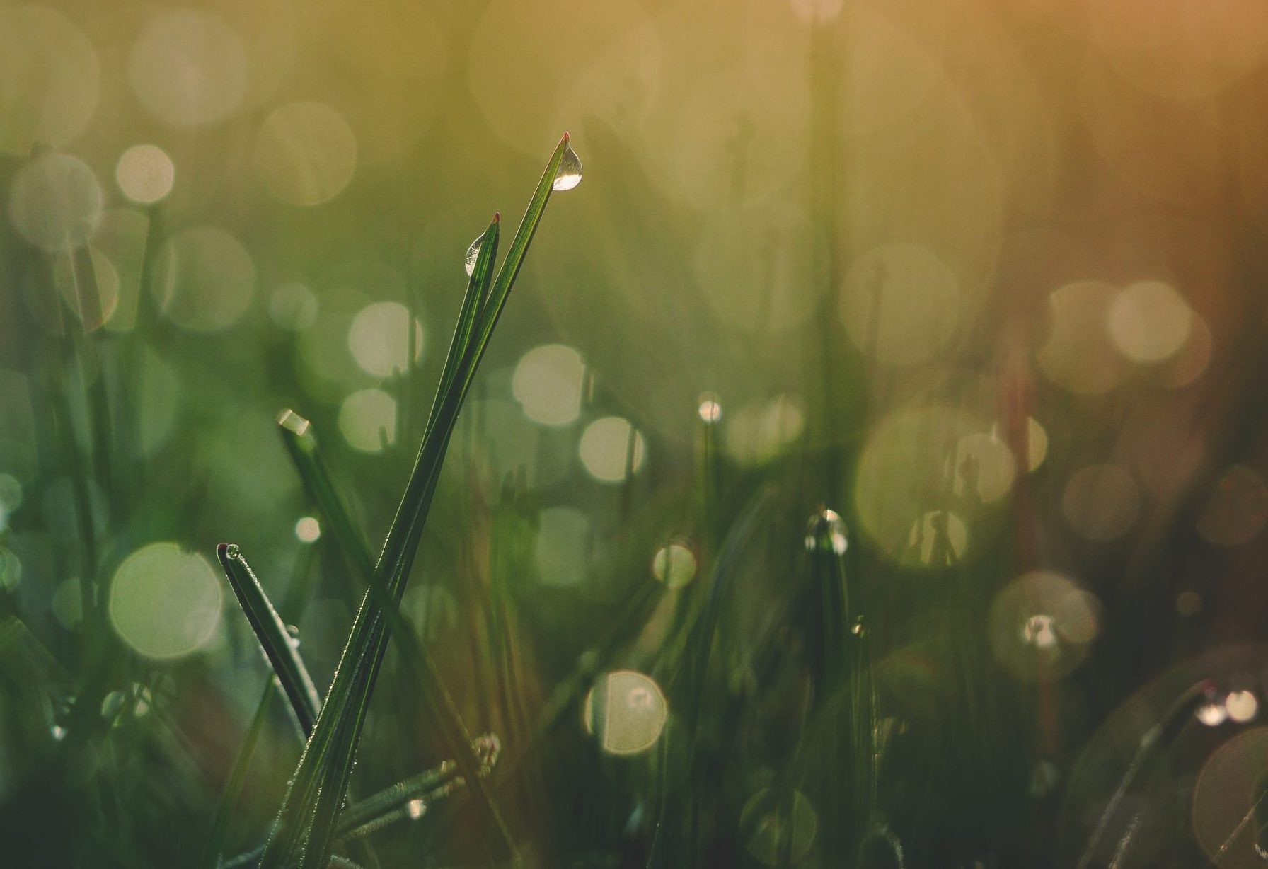 Wet rain on fresh grass