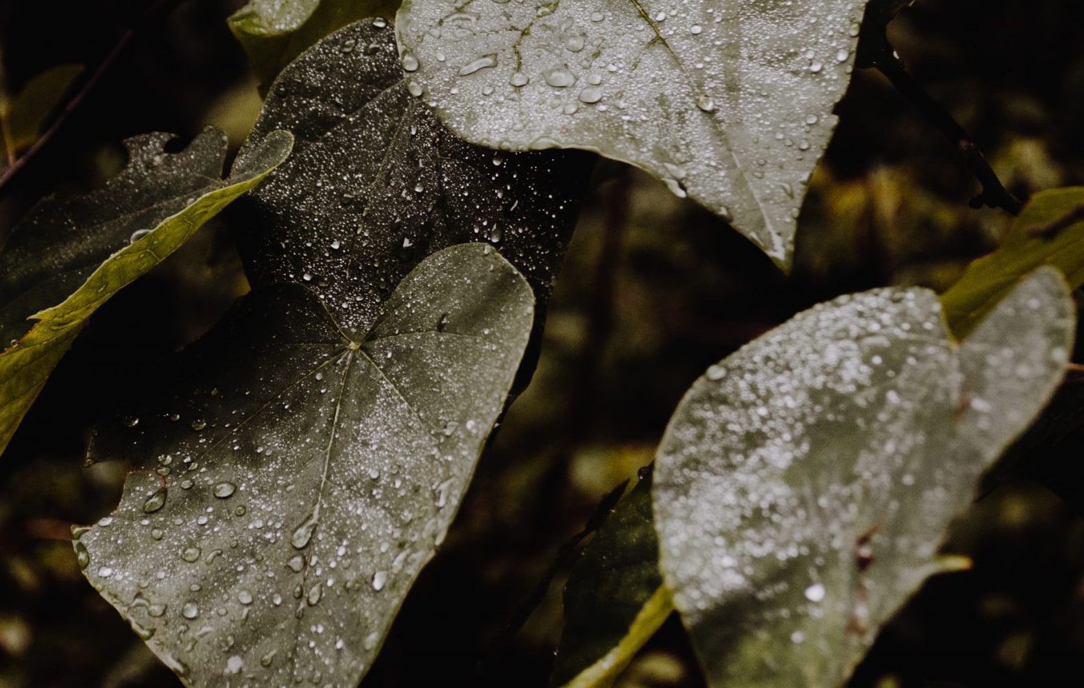 Wet droplets of rain on green leaves