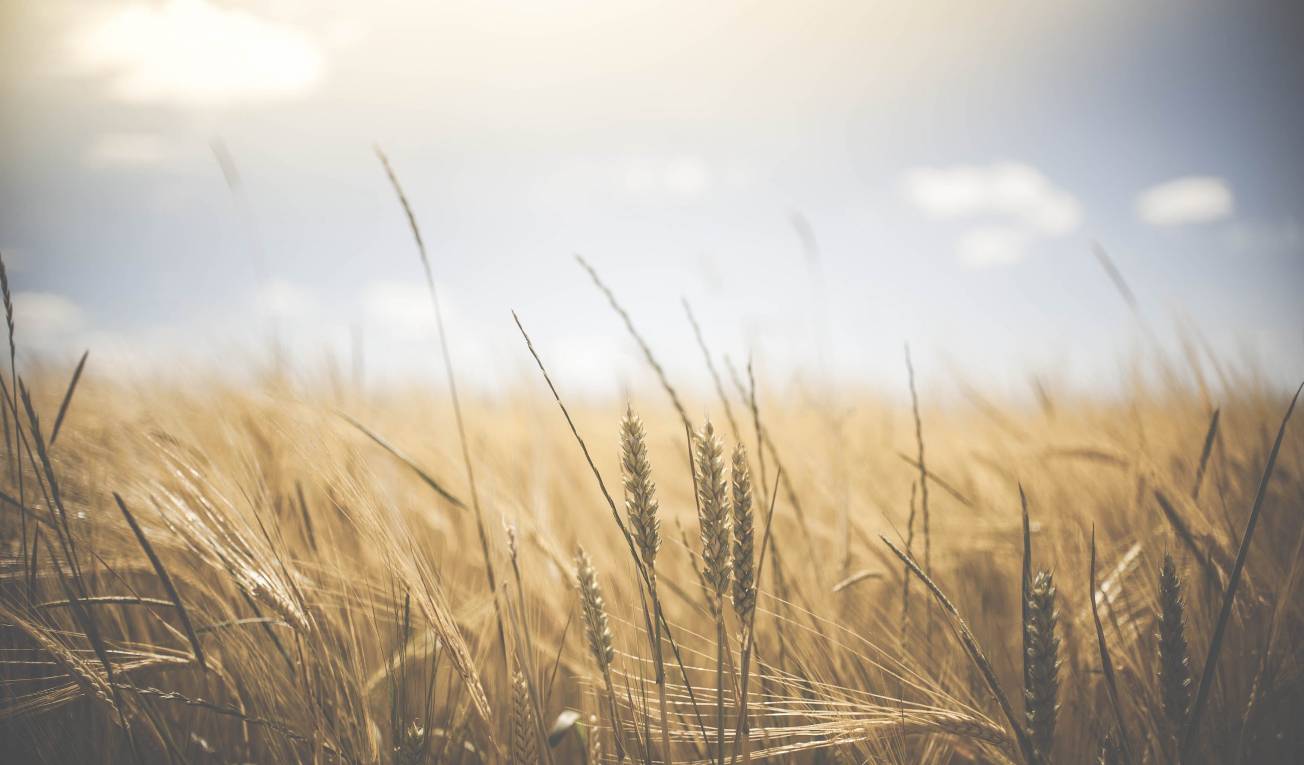 Barley/Wheat Field under the Sun
